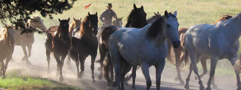 Mcginnies Meadows Cattlke Ranch